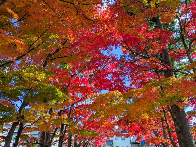 Forget Tokyo: The Americans Who Packed Up and Planted Roots in Sendai