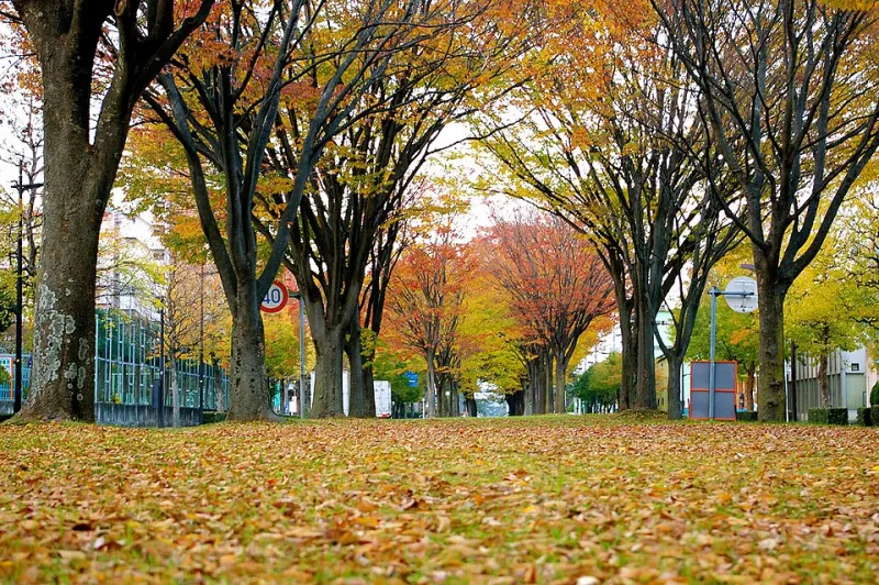 How One Japanese City Rebuilt Itself Into a Blueprint for Human-Scale Living