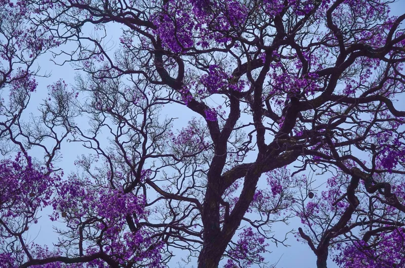 The Tree That Named a City: Sendai's Sendan and the Roots of Resilience